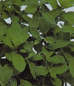 Herbs Marjoram - Sweet or Knotted - Herb Seeds