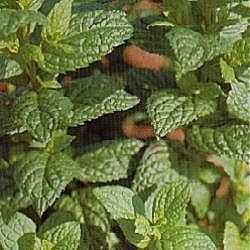 Herbs Mint - Herb Seeds
