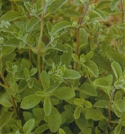 Herbs Oregano - Herb Seeds