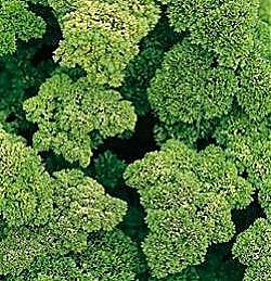 Herbs Parsley Envy - Herb Seeds