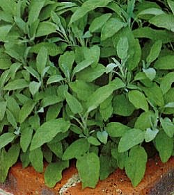 Herbs Sage - Herb Seeds