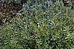 Herbs Thyme-Common - Herb Seeds