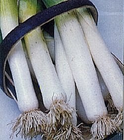 Leek Lyon - Prizetaker - Vegetable Seeds