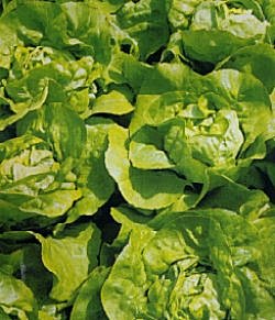 Lettuce Unrivalled - Vegetable Seeds