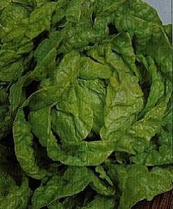 Lettuce All The Year Round - Vegetable Seeds