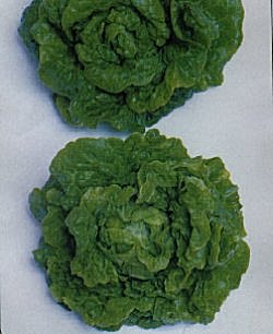 Lettuce Tom Thumb - Vegetable Seeds