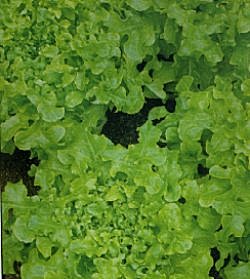 Lettuce Salad Bowl - Vegetable Seeds
