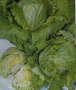 Lettuce Webbs Wonderful - Vegetable Seeds
