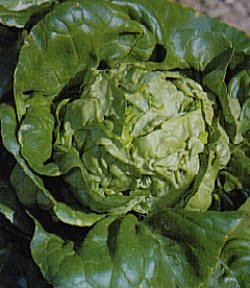 Lettuce Little Gem Cos - Vegetable Seeds