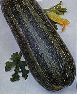 Marrow Green Bush 2- Improved - Vegetable Seeds