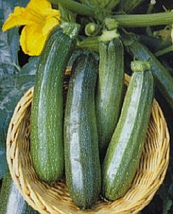 Marrow (Courgette) F1 Green Bush - Vegetable Seeds