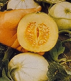 Cantaloupe Melon F1 Sweetheart - Fruit Seeds