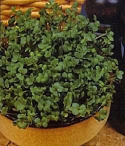 Mustard White - Vegetable Seeds