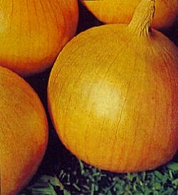 Onion Bedfordshire Champion - Vegetable Seeds