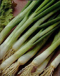 Onion White Lisbon - Vegetable Seeds
