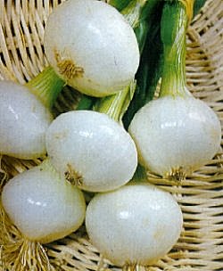 Onion Paris Silverskin - Vegetable Seeds