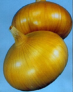 Onion (Japanese) Senshyu Semi Globe Yellow - Vegetable Seeds