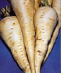 Parsnip Tender and True - Vegetable Seeds