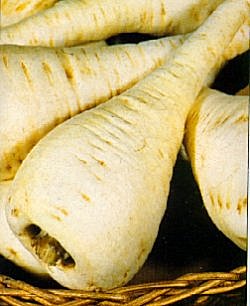 Parsnip White Gem - Vegetable Seeds