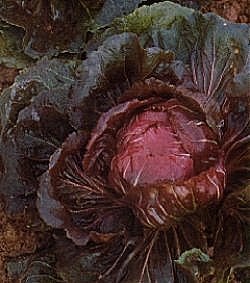 Radicchio Palla Rossa Bella - Vegetable Seeds