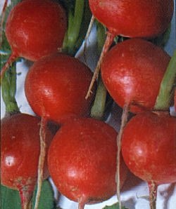 Radish Scarlet Globe - Vegetable Seeds
