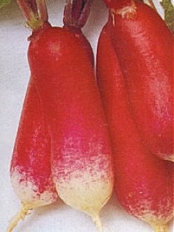 Radish French Breakfast 3 - Vegetable Seeds