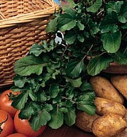 Rocket - Vegetable Seeds