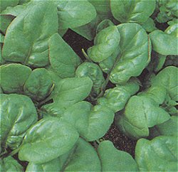 Spinach Bloomsdale - Vegetable Seeds