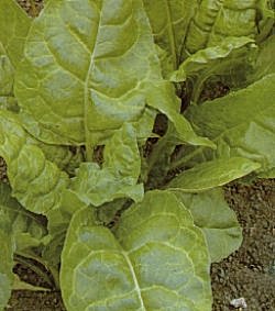 Spinach Perpetual Leaf Beet - Vegetable Seeds
