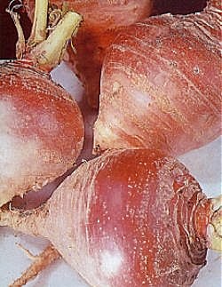 Swede Ruby - Vegetable Seeds