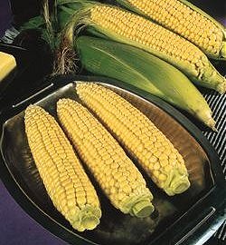Sweet Corn F1 Sundance - Vegetable Seeds
