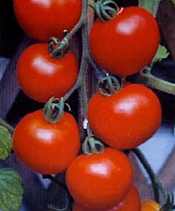 Tomato Alicante - Vegetable Seeds