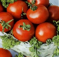 Tomato Moneymaker - Vegetable Seeds