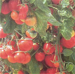 Tomato Tumbling Tom Red - Vegetable Seeds
