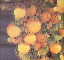Tomato Tumbling Tom Yellow - Vegetable Seeds
