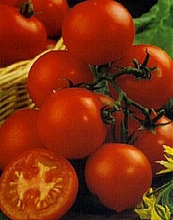 Tomato F1 Shirley - Vegetable Seeds