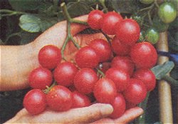 Tomato F1 Sweet Million - Vegetable Seeds