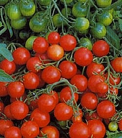 Tomato (Outdoor Bush) F1 Tornado - Vegetable Seeds