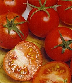 Tomato (Outdoor Bush) The Amateur - Vegetable Seeds