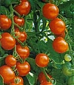 Tomato Gardeners Delight - Vegetable Seeds