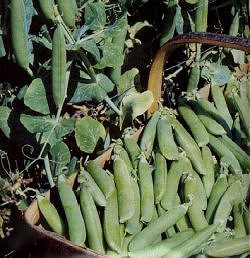 Pea Early Onward - Vegetable Seeds