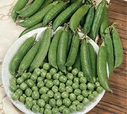 Pea Kelvedon Wonder - Vegetable Seeds
