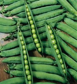 Pea Hurst Greenshaft - Vegetable Seeds