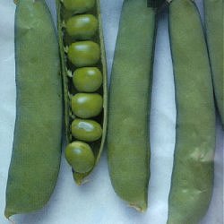 Pea Onward - Vegetable Seeds