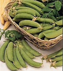 Pea Oregon Sugar Pod (Mangetout) - Vegetable Seeds
