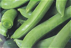 Pea Sugar Snap Delikett - Vegetable Seeds