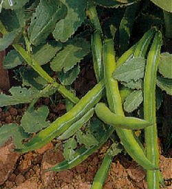 Broad Bean Aquadulce Claudia - Vegetable Seeds