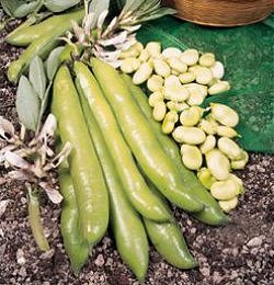 Broad Bean Giant Exhibition Longpod - Vegetable Seeds