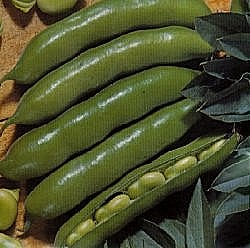Broad Bean The Sutton (Dwarf Broad Bean) - Vegetable Seeds
