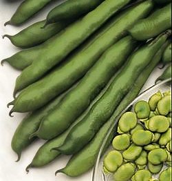 Broad Bean Masterpiece Green Longpod - Vegetable Seeds